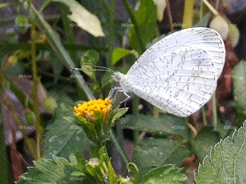 White butterfly perched on flower
