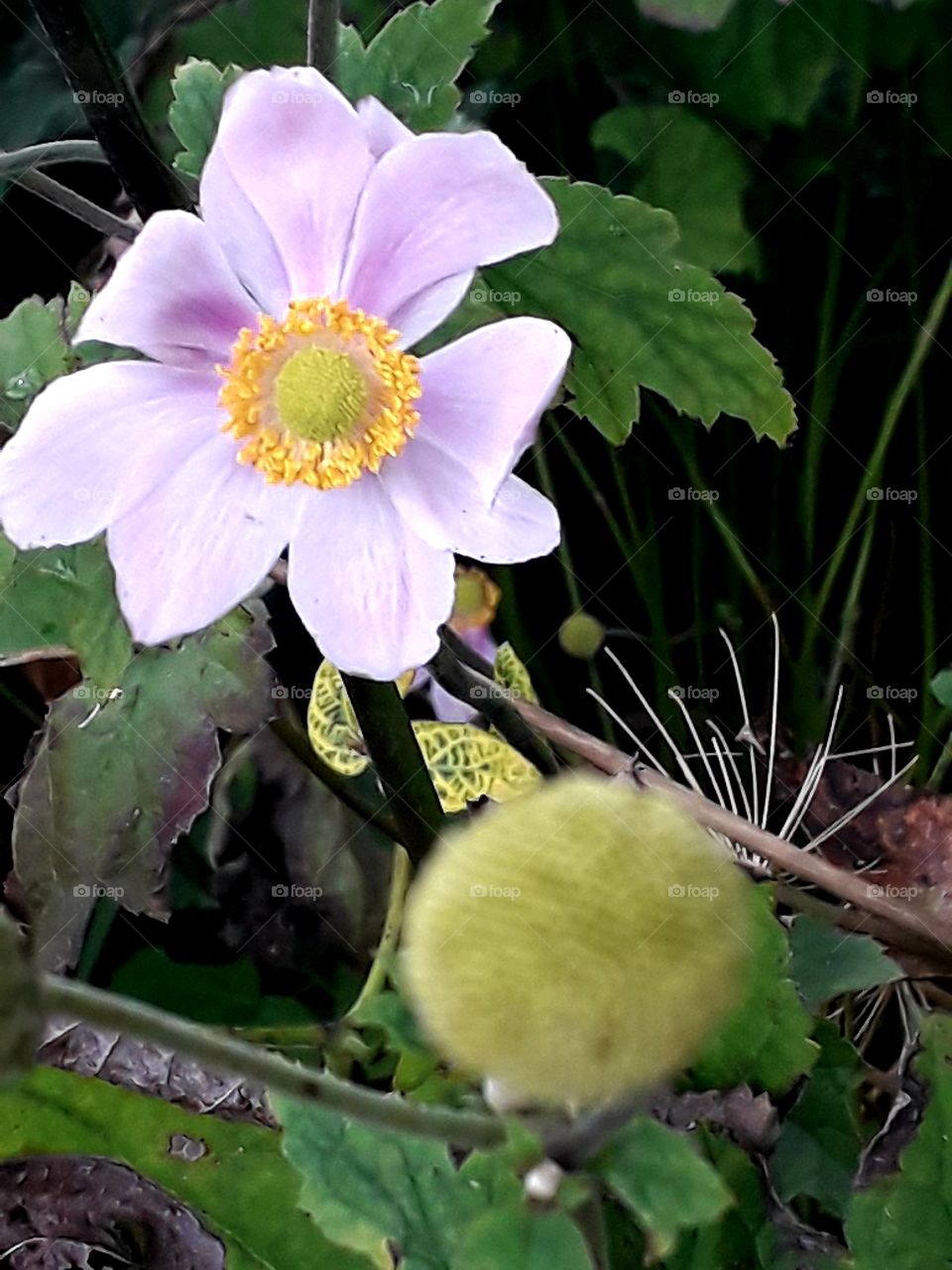 pink anemome and petalless head of faded flower