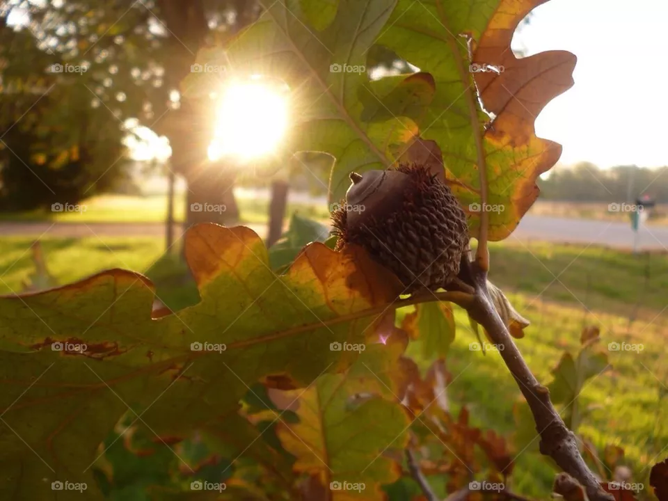 Nature 