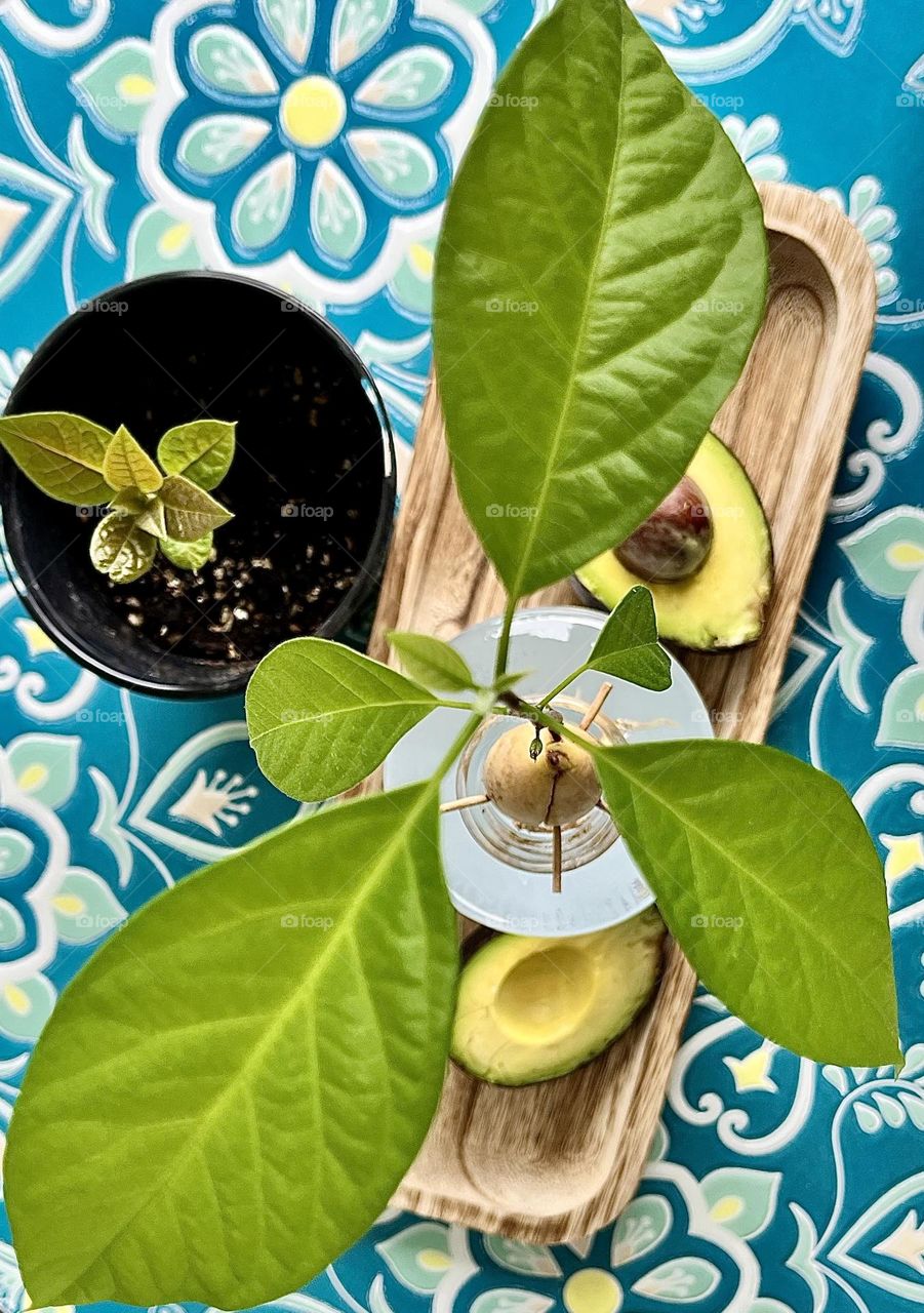 Avocado plants