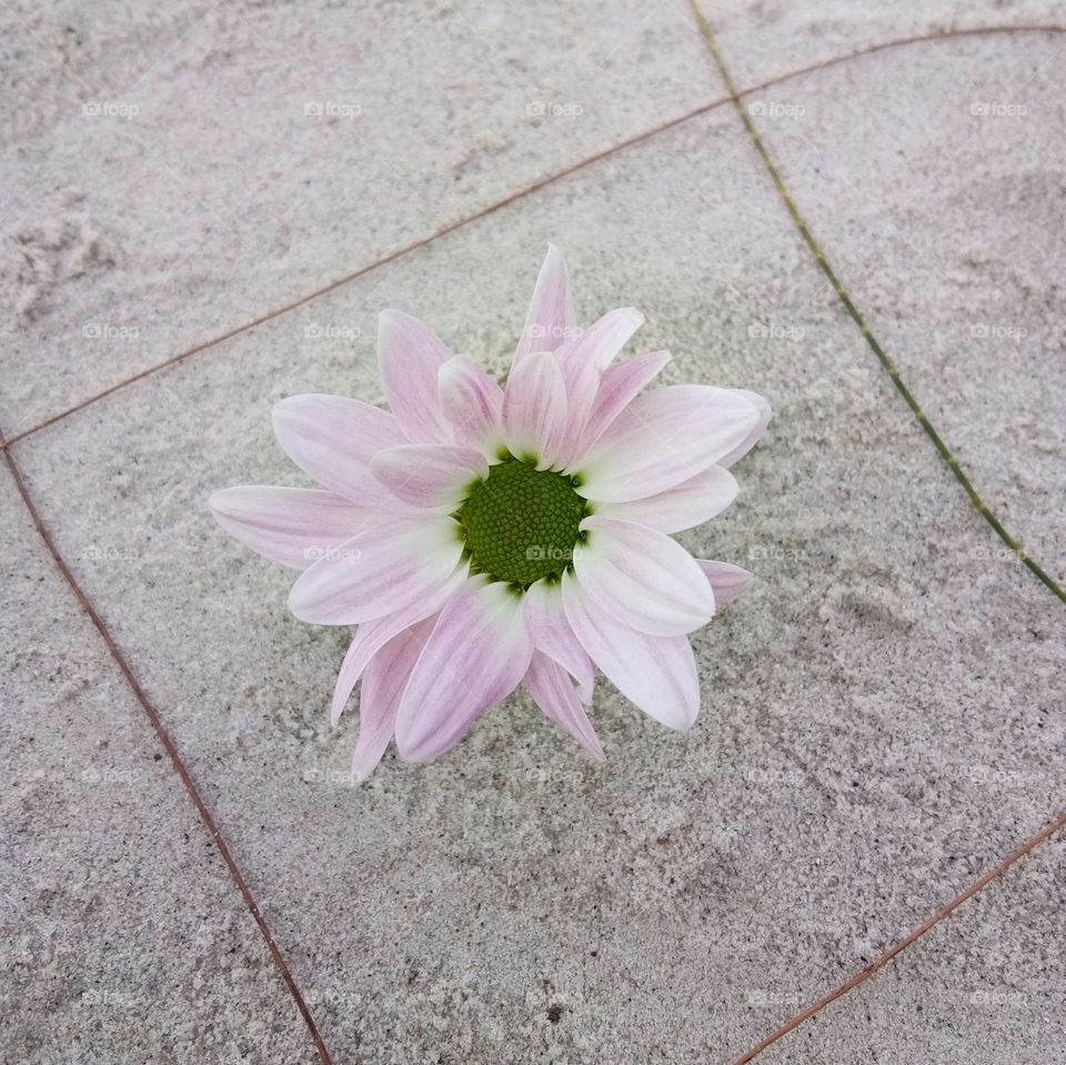 Flower on the beach is beauty in Nature