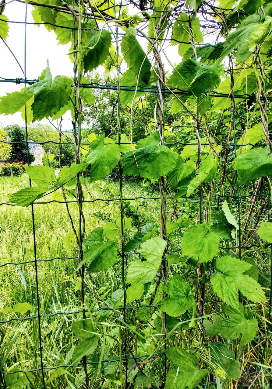 Houblon sur grillage