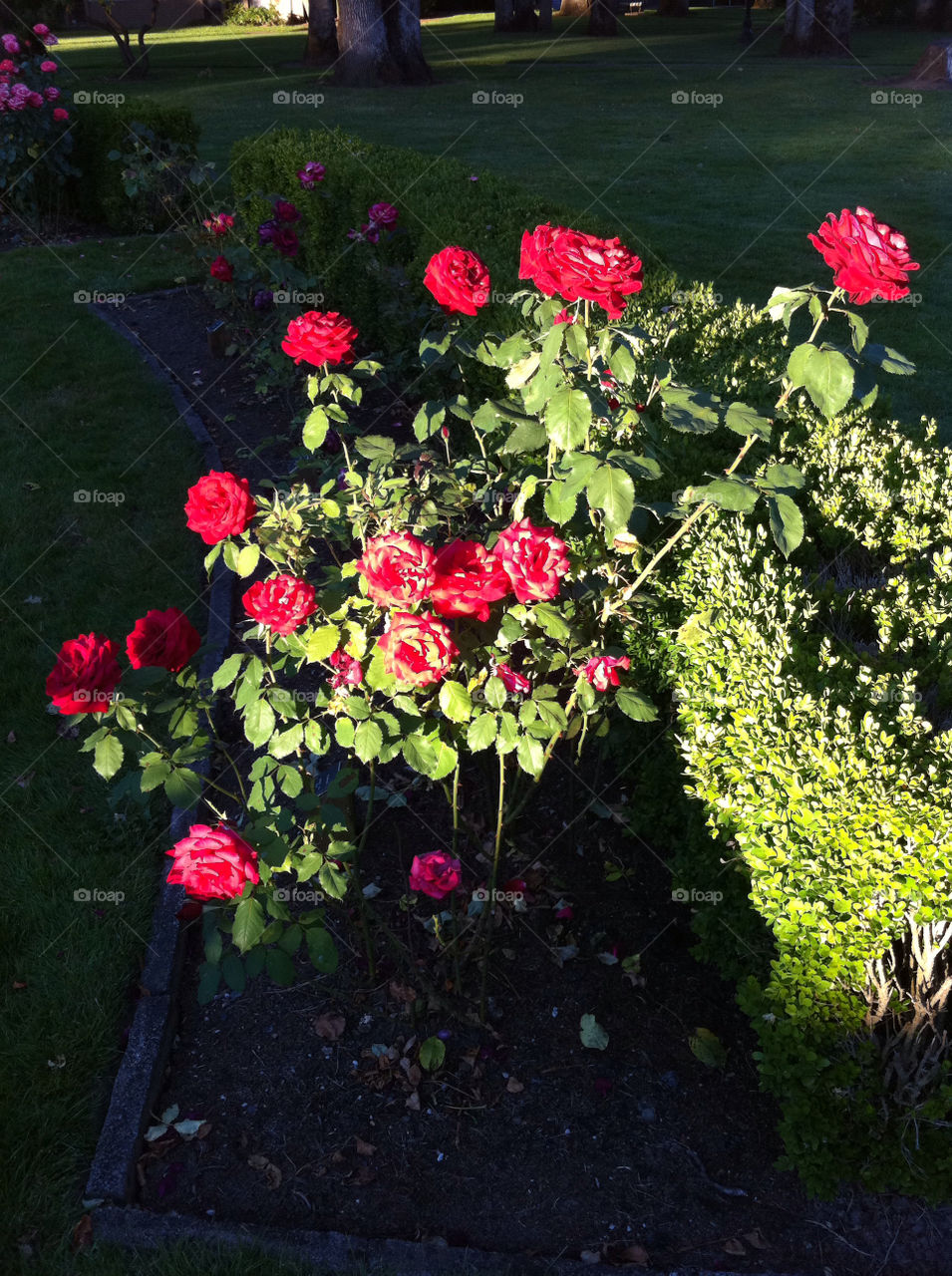 flowers plants red leaves by sabont