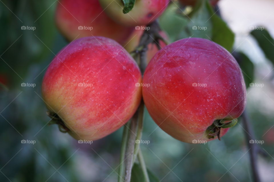 Growing apples
