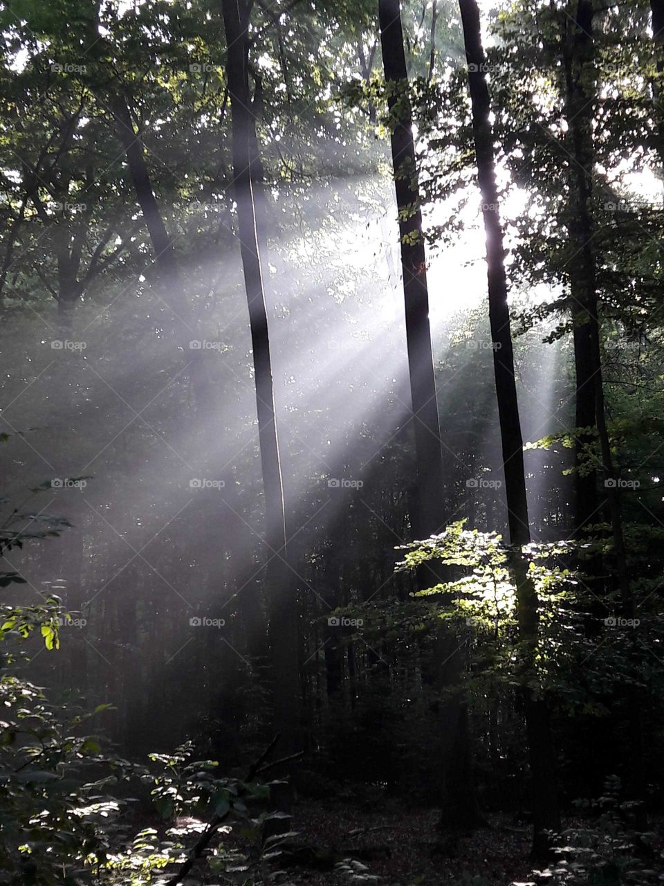 Licht im Wald