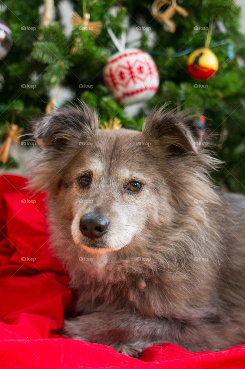 Close-up of a dog