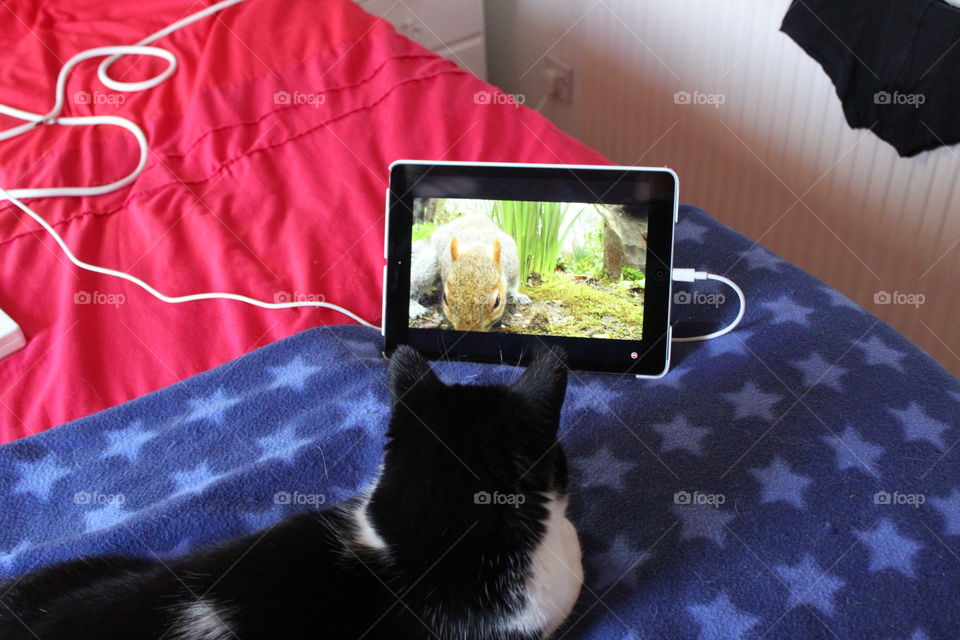 Cat watching squirrel on YouTube