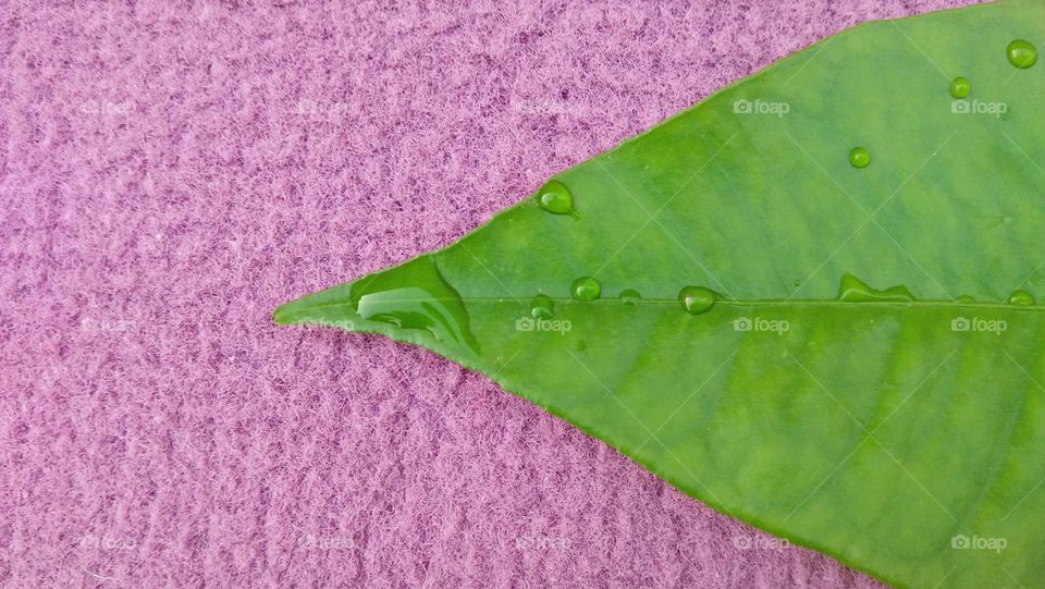 Beautiful rain drop on green leaf.