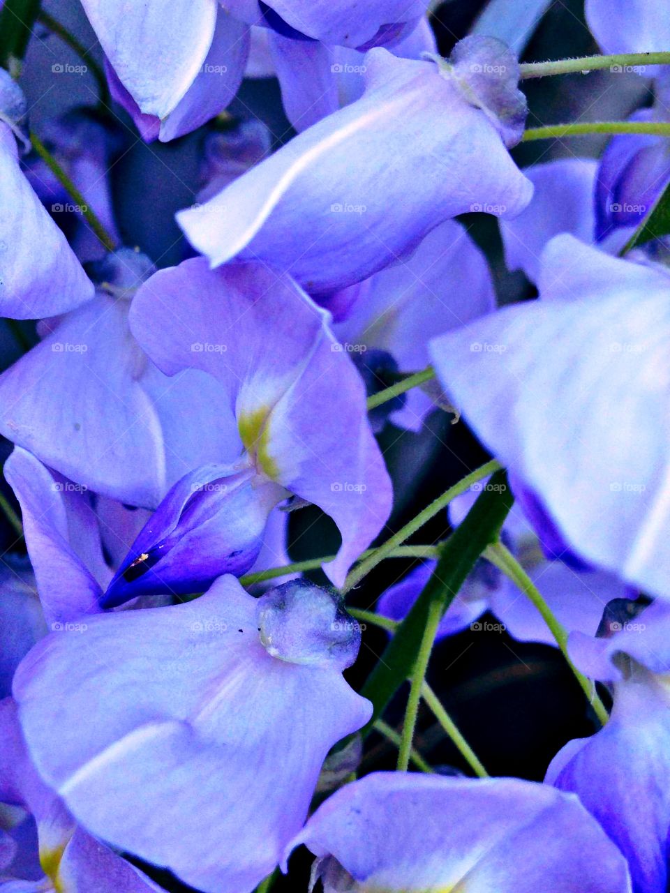 Purple beautiful flowers for background picture