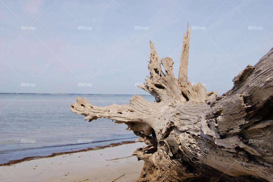 Driftwood on beach