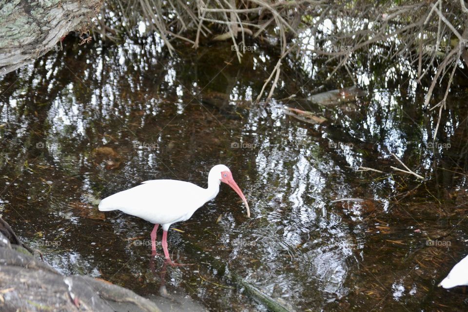 A white Ibis bird with a long,skinny, orange beak and orange legs standing in still water reflecting leaves and branches