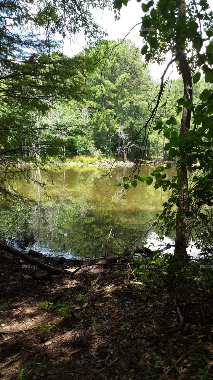 Lakeview from the forest