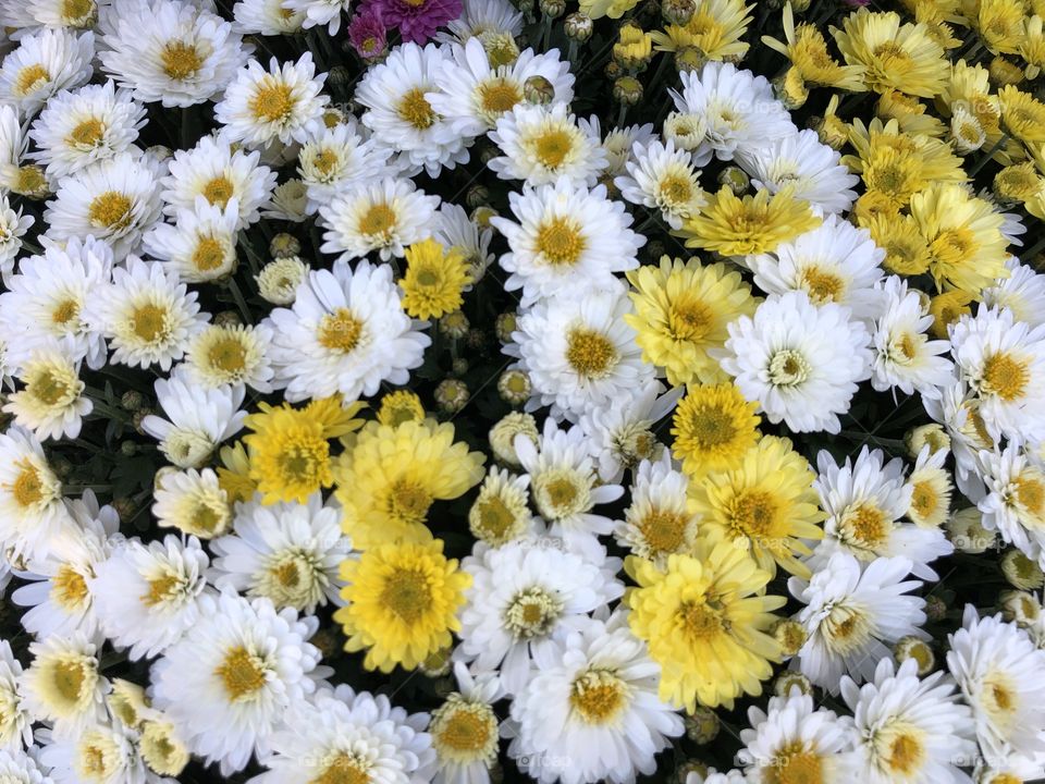 The final photo in this series of three and oh so very lovely again the blooms are.