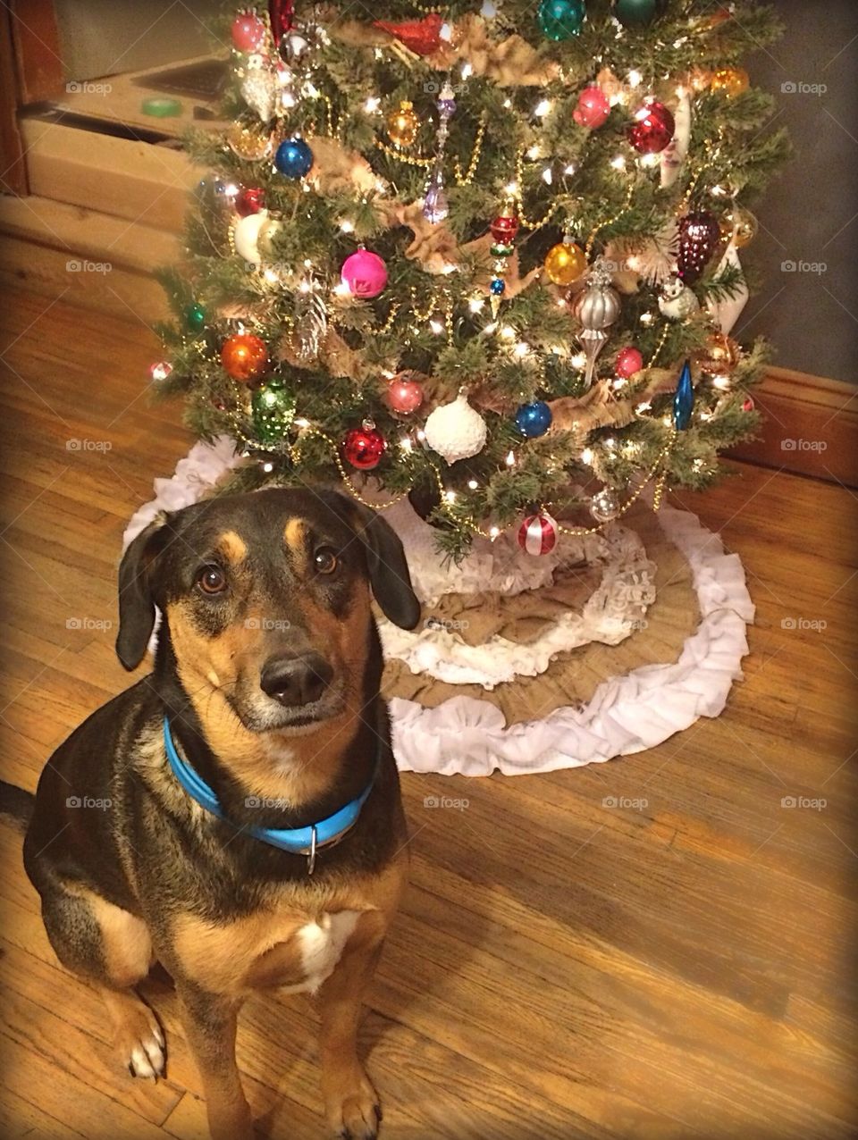 Christmas Pup