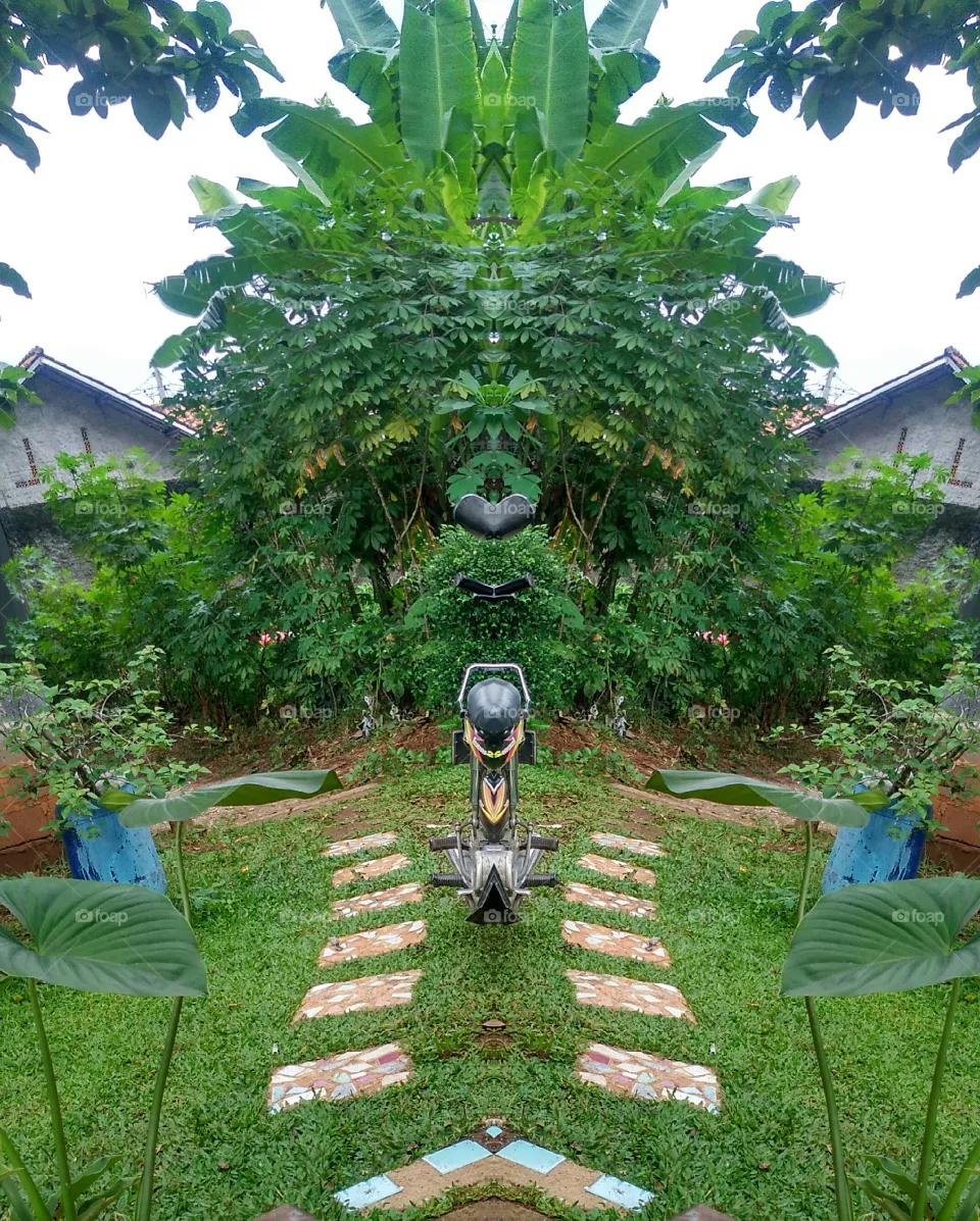 plant