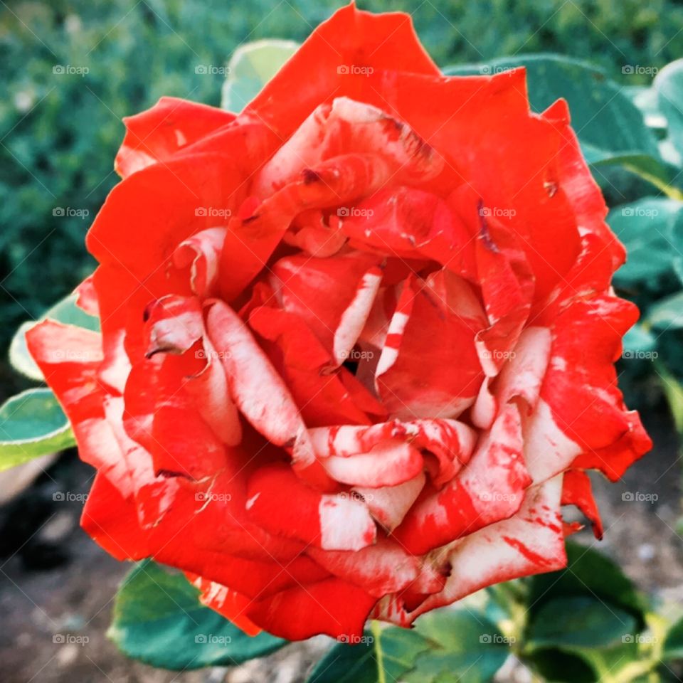  🇺🇸 Very beautiful flowers to brighten our day.  Live nature and its beauty. Did you like the delicate petals? / 🇧🇷 Flores muito bonitas para alegrar nosso dia. Viva a natureza e sua beleza. Gostaram das pétalas delicadas? 