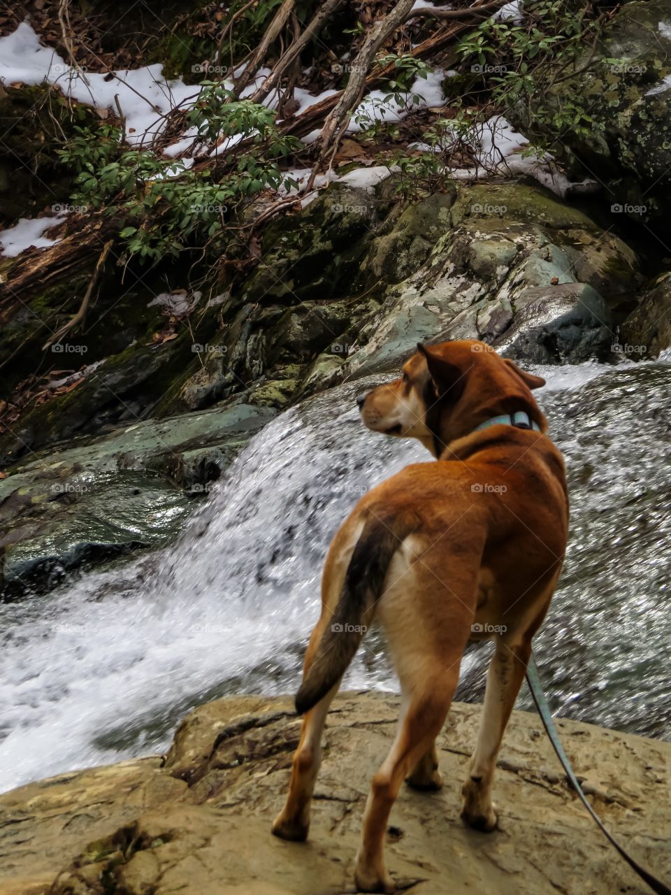 Dog and Waterfall