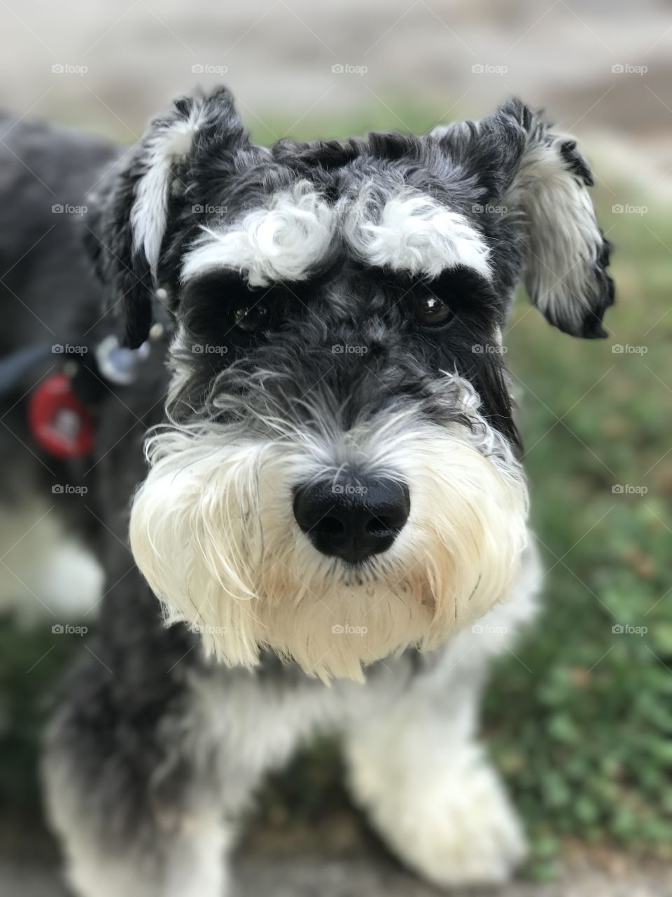 Schnauzer