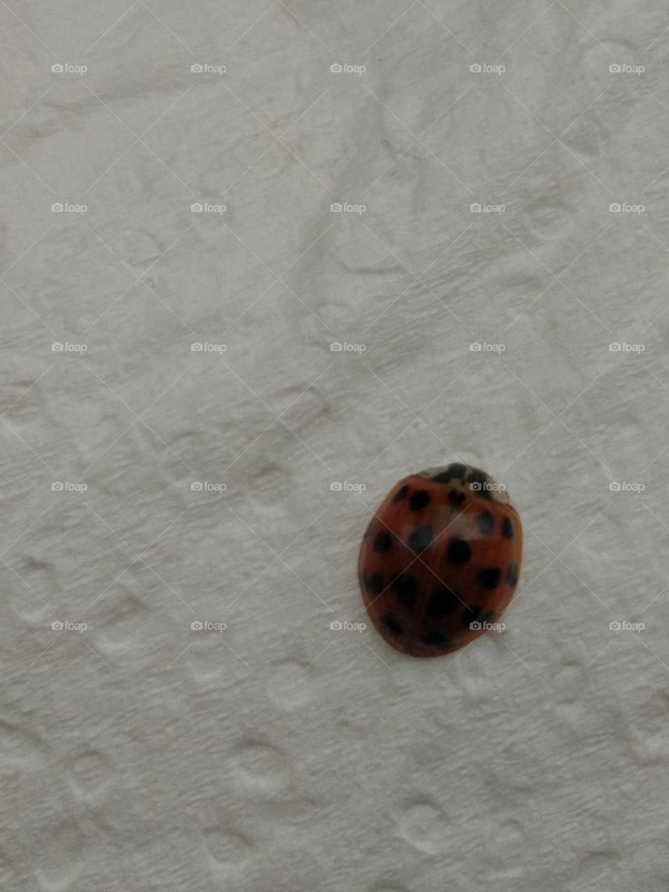 Ladybug shooted in a paper sheet