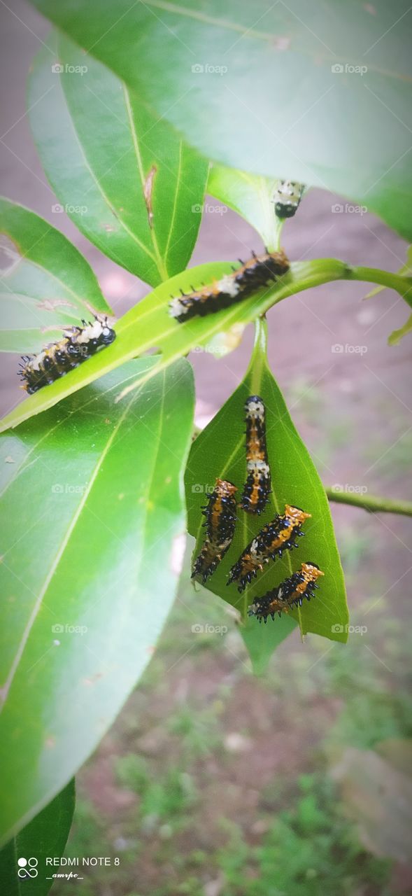 A small family of Papilio calitia caterpilllars. There were 10 of them on a single cinnamon shrub.