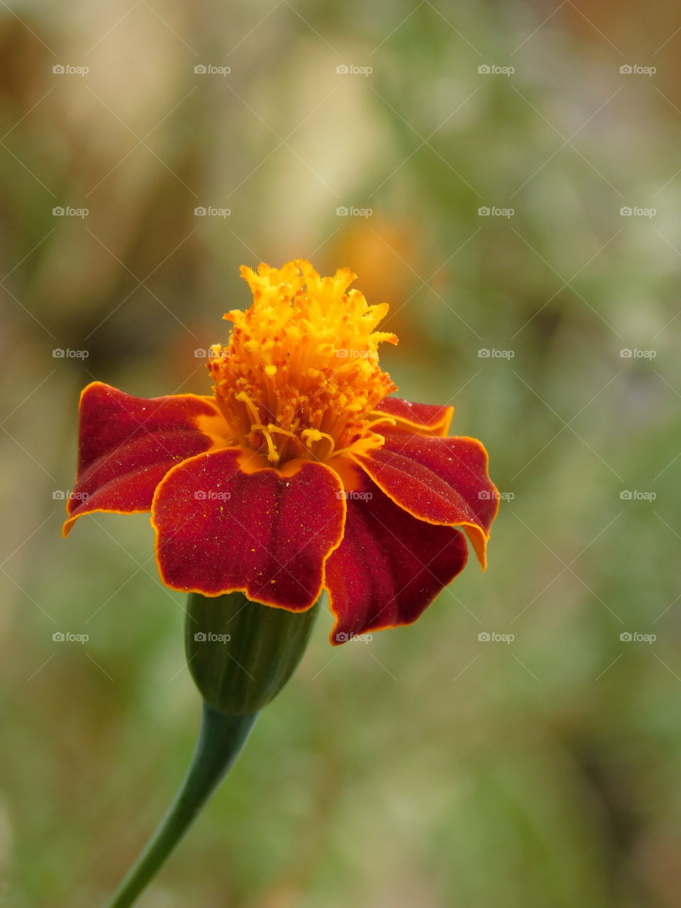 Single Flower-Tagetes erecta, the Mexican marigold or Aztec marigold, is a species of the genus Tagetes native to Mexico. Despite its being native to the Americas, it is often called African marigold. In Mexico, this plant is found in the wild.