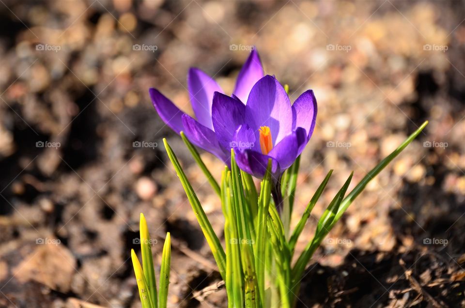 Flowers in the garden