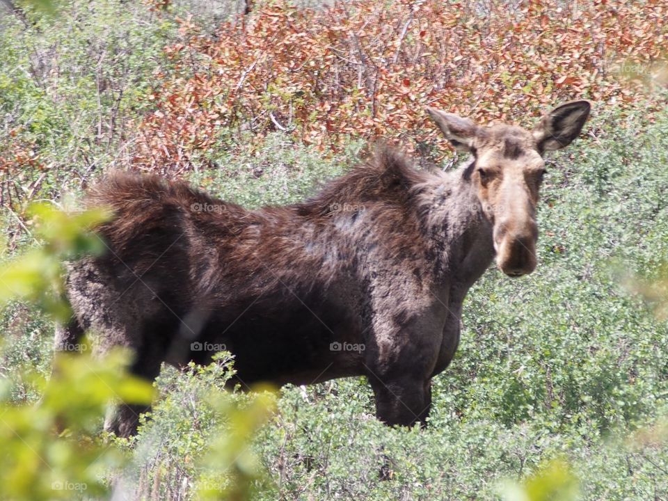 Shira moose