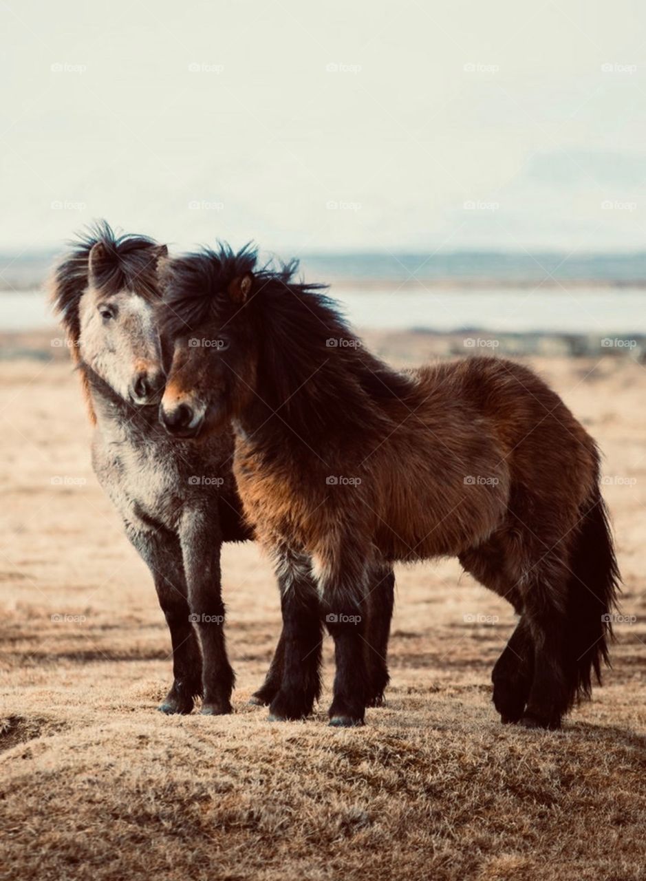 Miniature ponies