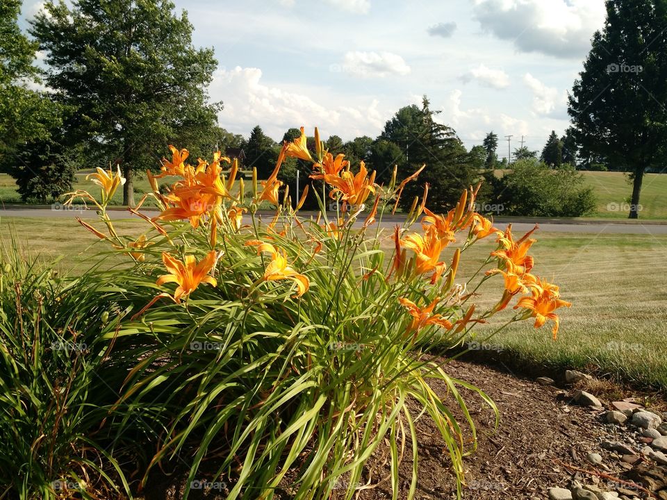 Flowers in the wind