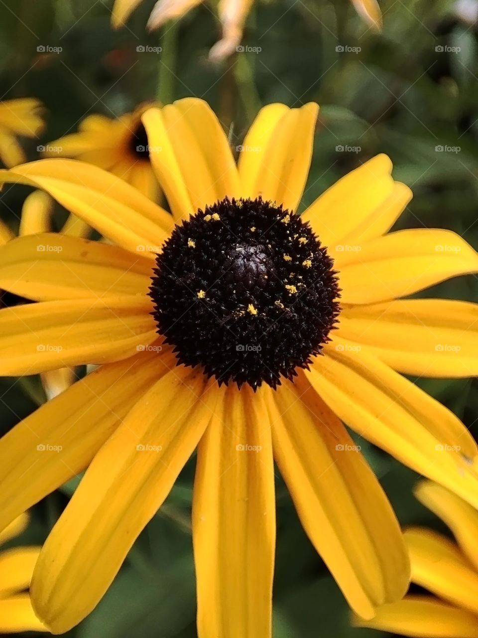 Macro photo of a summer plants