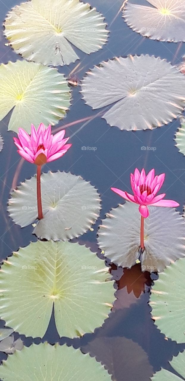water lillies at Leela Goa