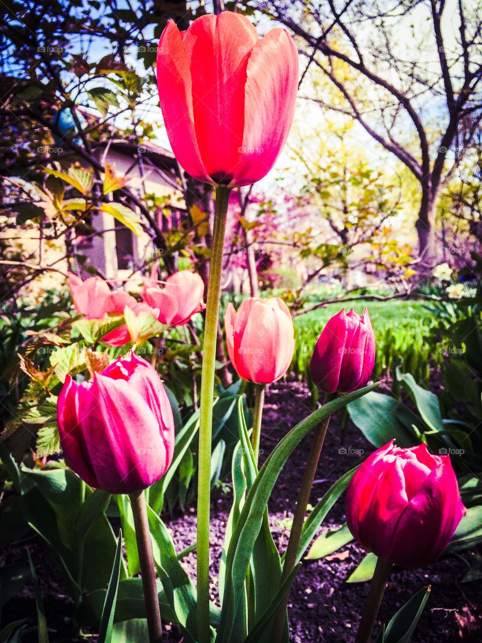 Springtime Tulips . It's still chilly but the sun brightens it up even if it doesn't heat things up so much. 