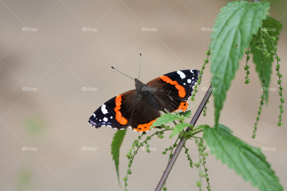 Vanessa atalanta