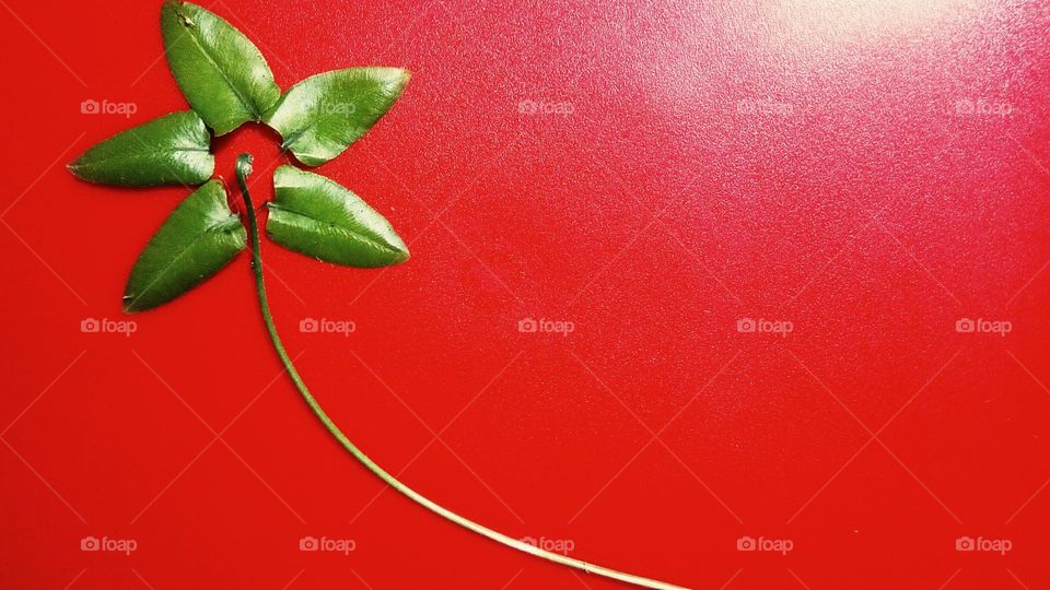 fern leaf on red background