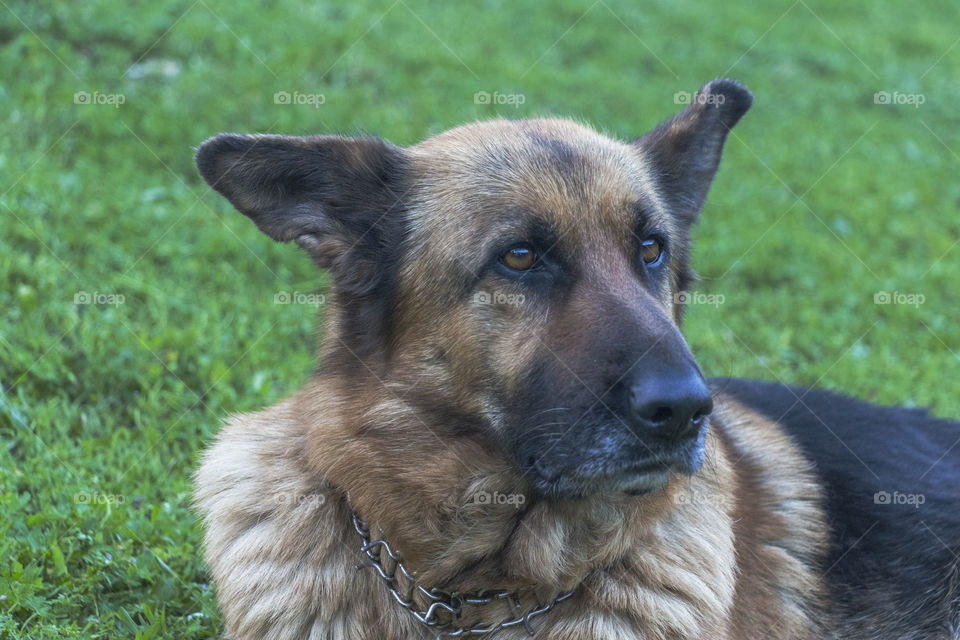 Dog on the meadow with lively look