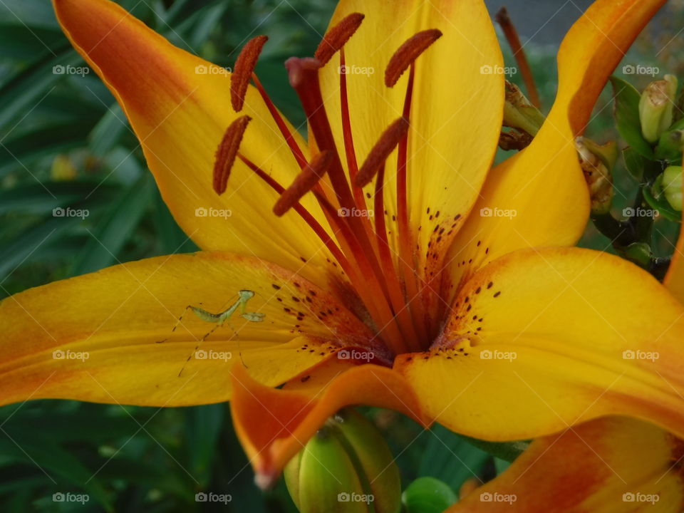 Yellow and orange lily with a baby praying mantis