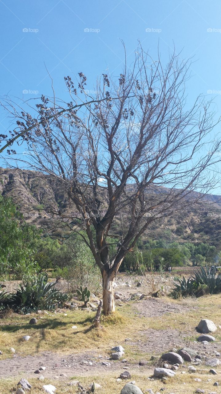 dry tree/dead tree/arbol seco