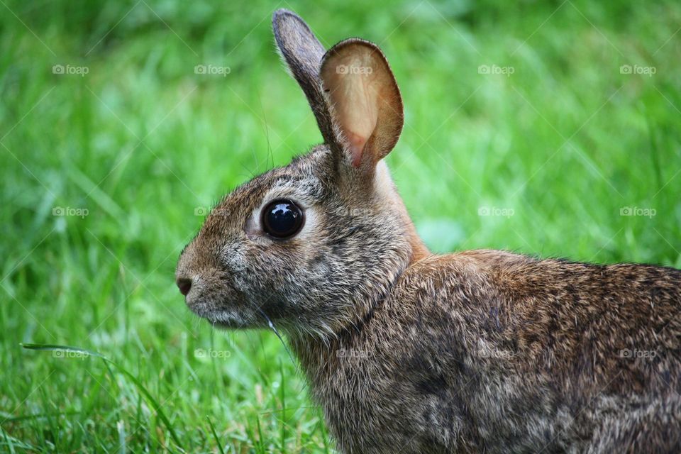 Look of a bunny