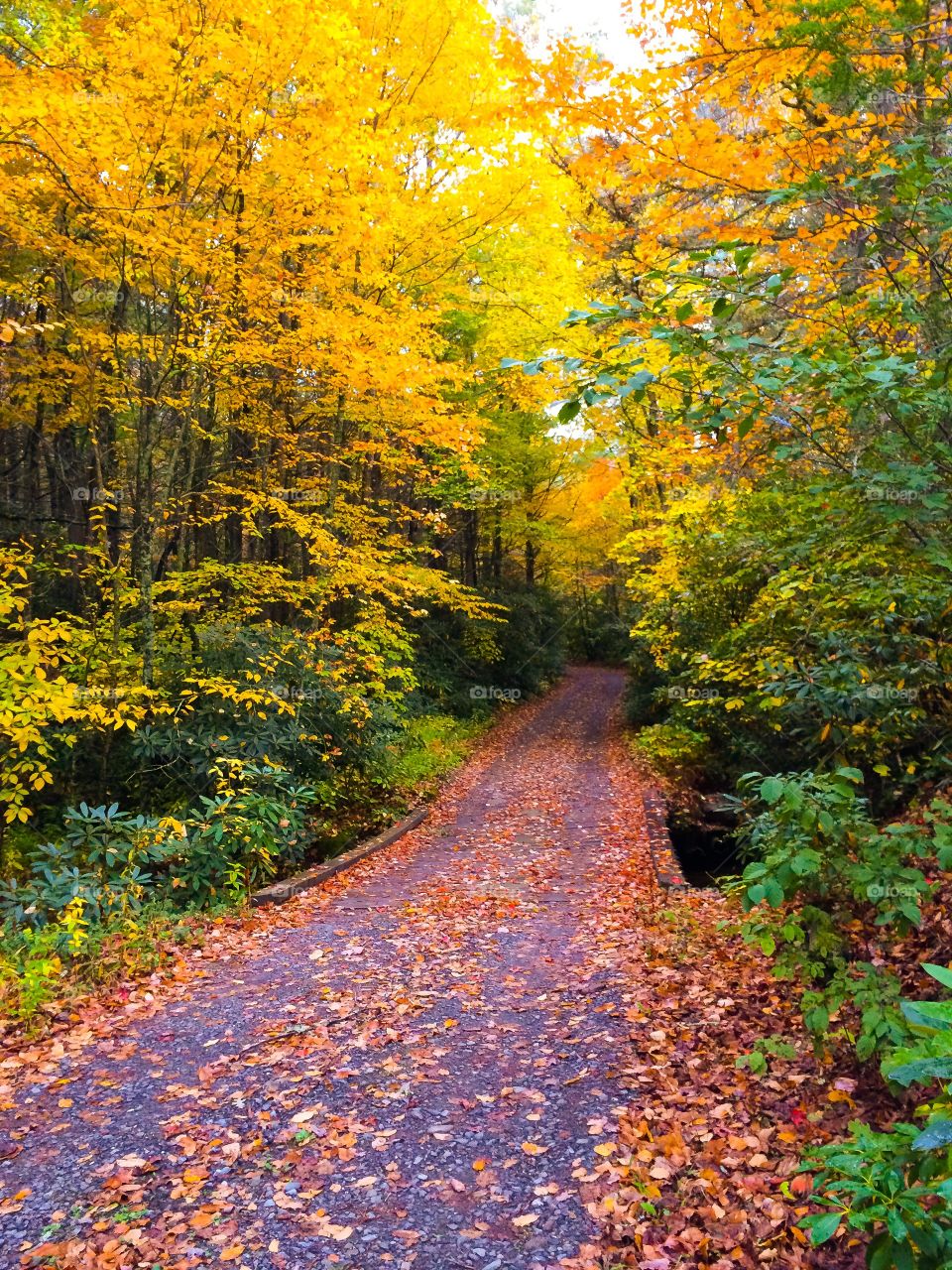 Walkway through autumn trees