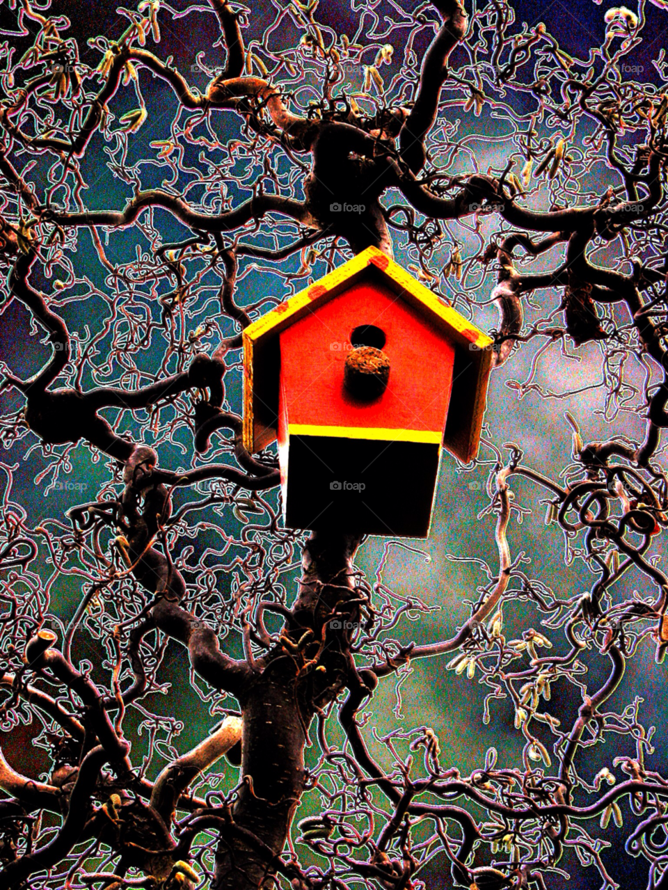 tree branches twigs bird house by mparratt