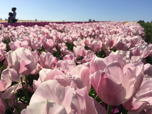 Pink tulips