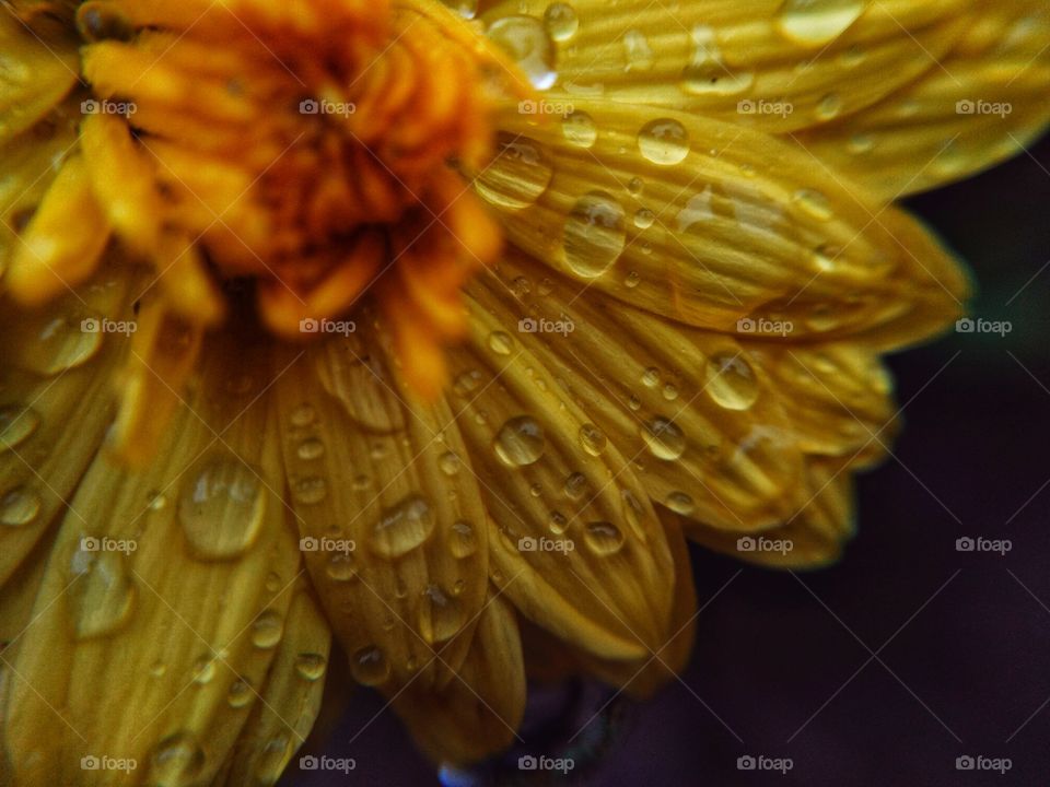 dew drops on yellow flower's petal