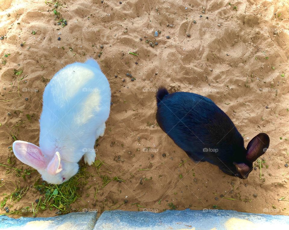 Rabbits black and white 