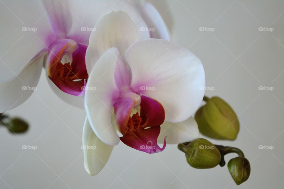 orchid flowers house plants beautiful