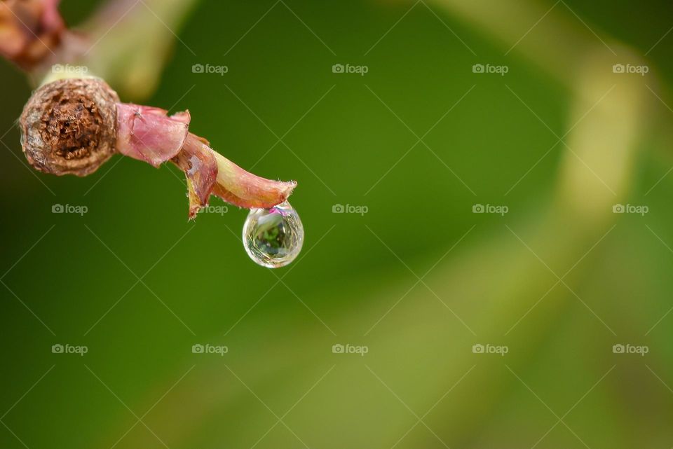 water droplet with spring early blossom	