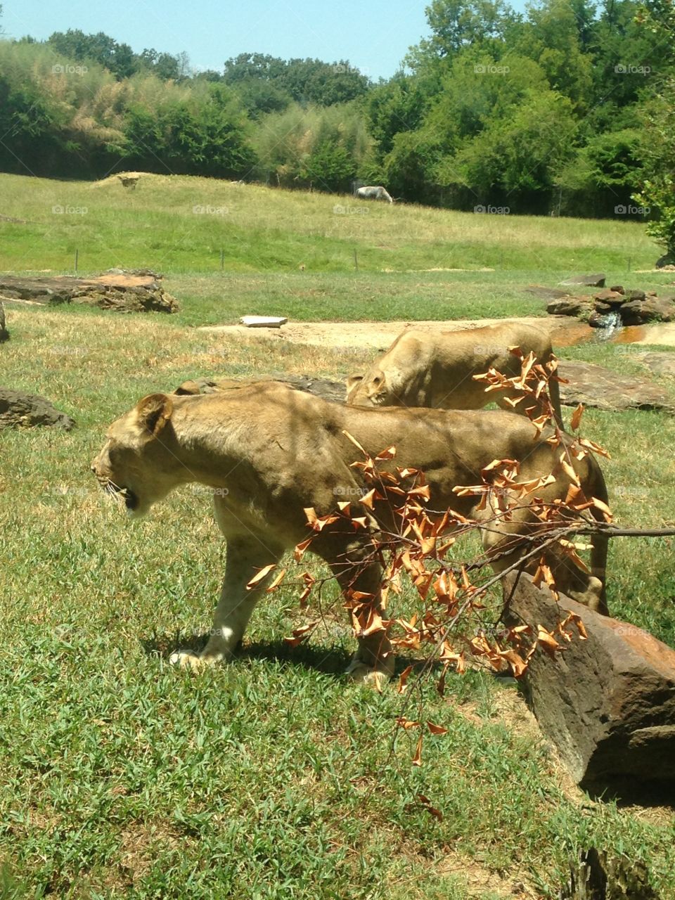 Mammal, No Person, Grass, Nature, Park