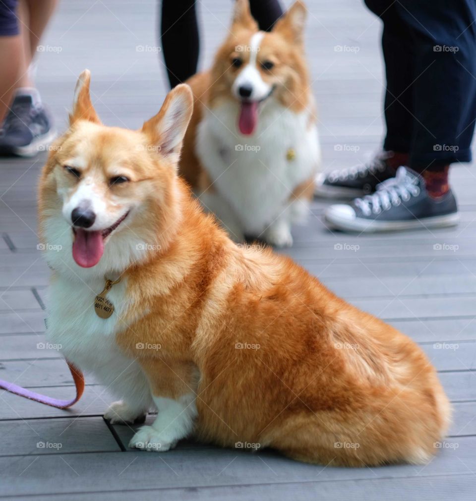 lovely smile corgis dog