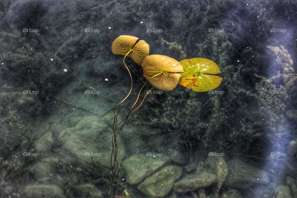 Lily Pads