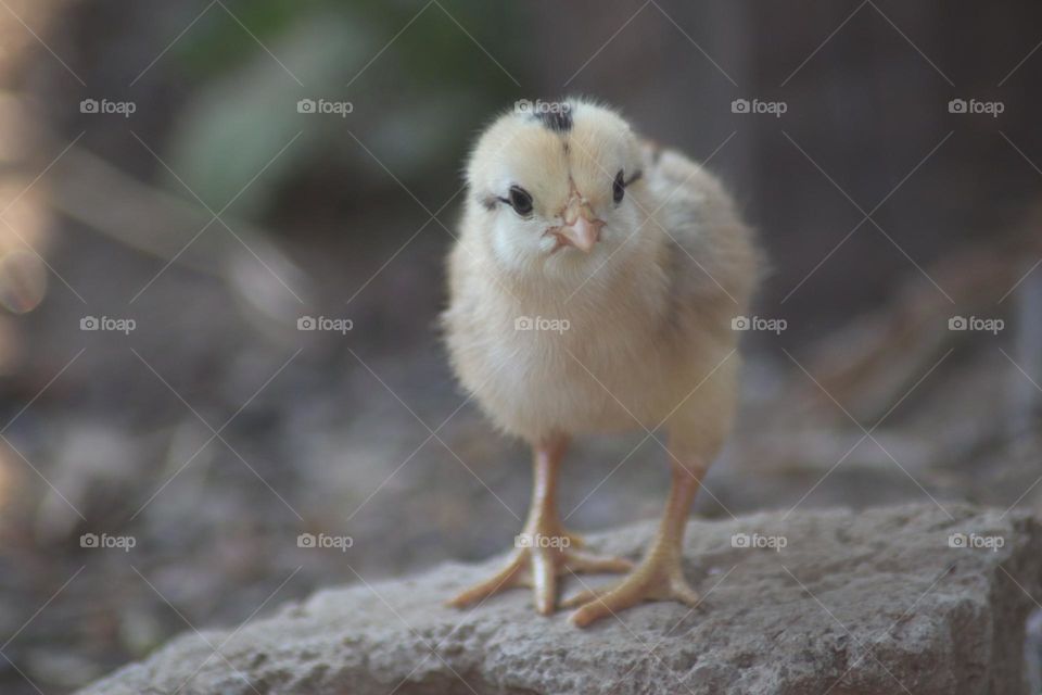 Life of a little 🐥