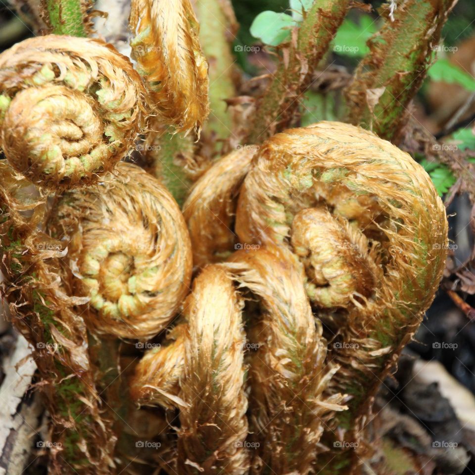 The swirls of a new fern leaf before it opens